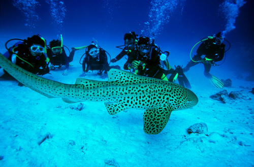 Rainbow Divers Vietnam PADI Dive Center | Aussie Divers Phuket our partner in Thailand Similan Divers with tiger shark