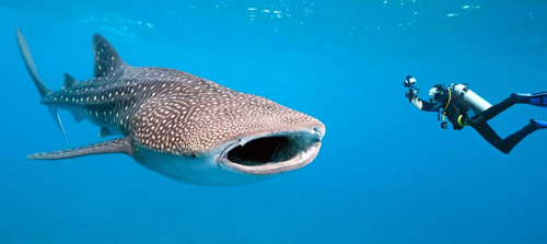 Rainbow Divers Vietnam PADI Dive Center | Aussie Divers Phuket our partner in Thailand Similan Diver with whale shark