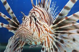 Rainbow Divers Vietnam PADI Dive Center, Scorpion Fish