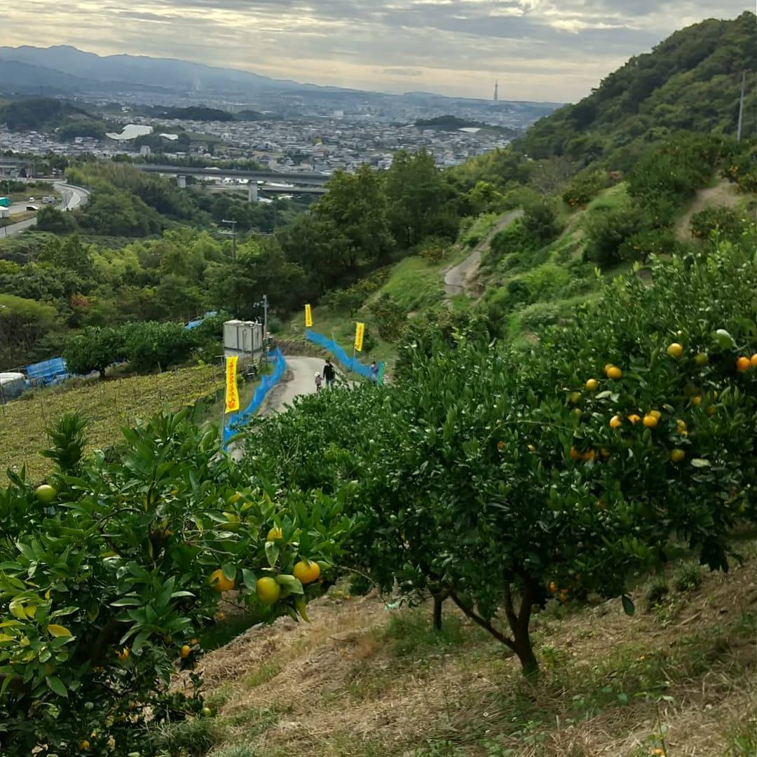 みかん狩り