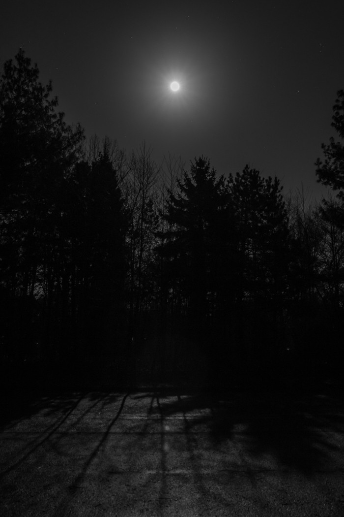 Vollmond im Winterwald