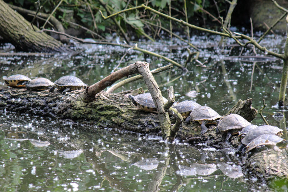 Gelbbauch Schmuckschildkröten im Teich hinter der Ludwig Galerie Schloss Oberhausen