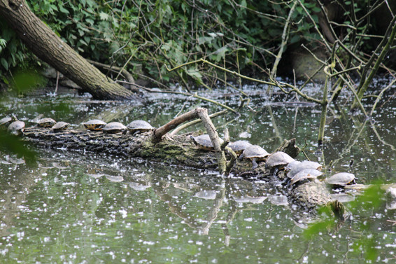 Gelbbauch Schmuckschildkröten im Teich hinter der Ludwig Galerie Schloss Oberhausen