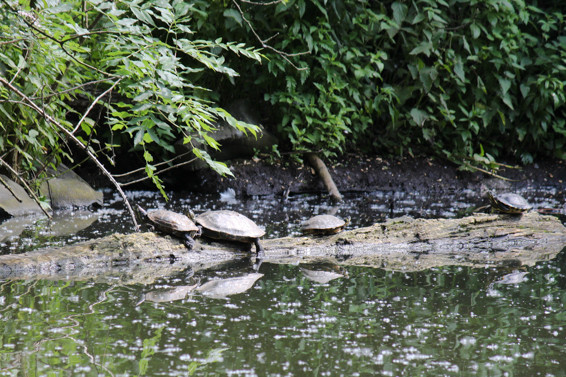 Gelbbauch Schmuckschildkröten im Teich hinter der Ludwig Galerie Schloss Oberhausen