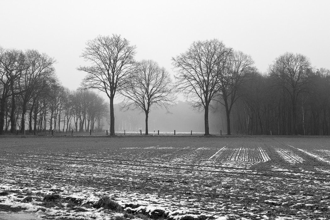 Feld mit Baum im Januar am Niederrhein