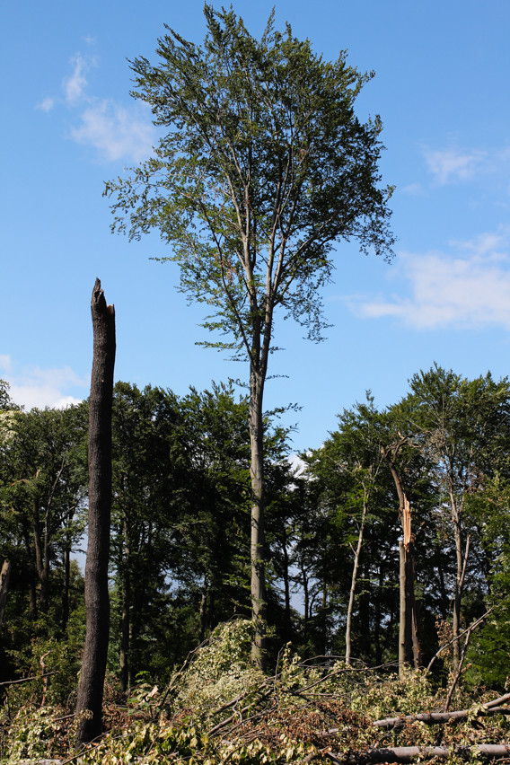 Folgen des Gewitters an Pfingsten in Ratingen Tiefenbroich