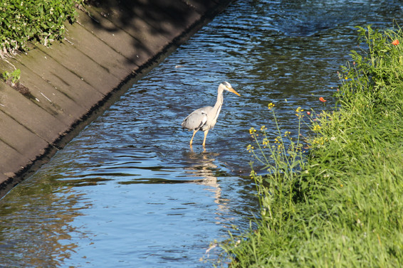 Graureiher im Kanal Oberhausen Sterkrade. Fotografiert am 6.6.2014