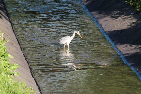 Graureiher im Kanal Oberhausen Sterkrade. Fotografiert am 6.6.2014