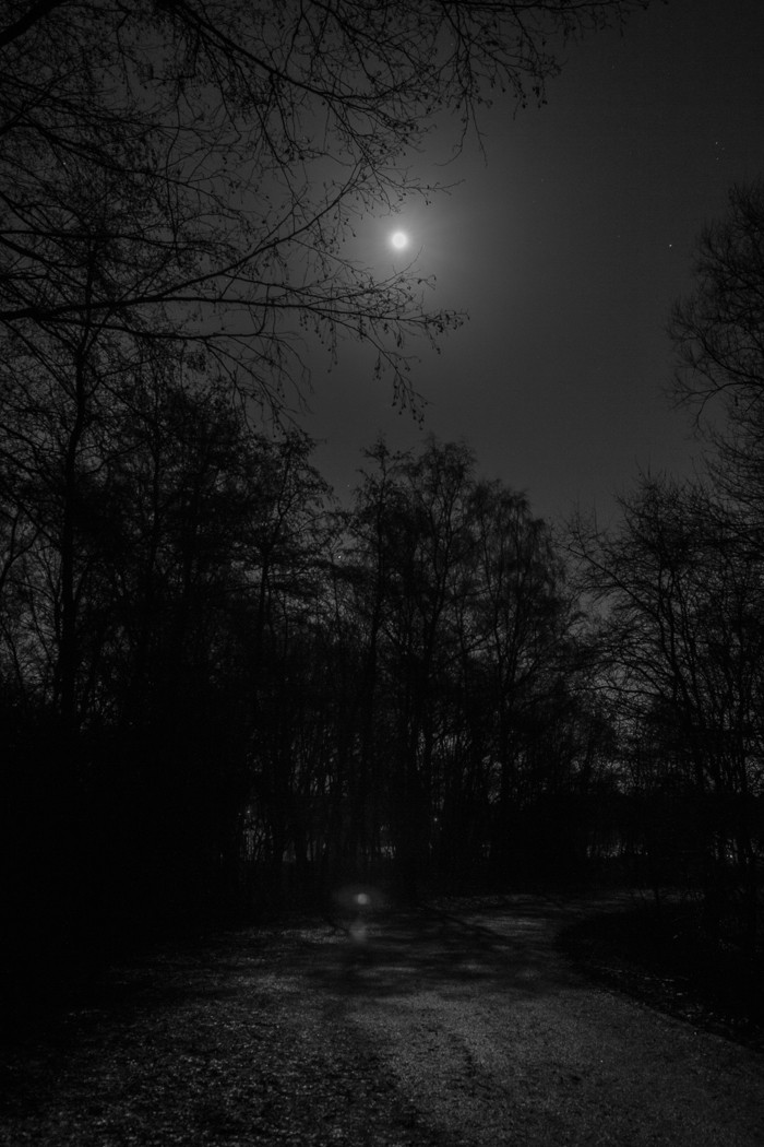 Vollmond im Winterwald