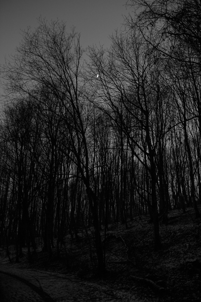 Vollmond im Winterwald