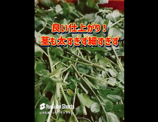 本日の浜名湖クレソン