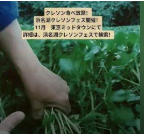 浜名湖クレソン収穫！ASMR 10/14