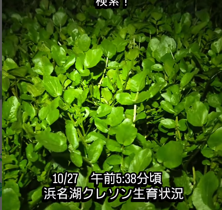 クレソン生育状況　10/27午前5:38頃