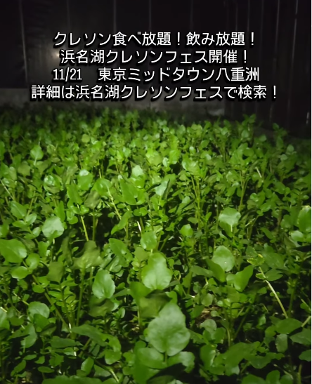 クレソン寒くなるとどうなる？(10/23 午前4時頃撮影）