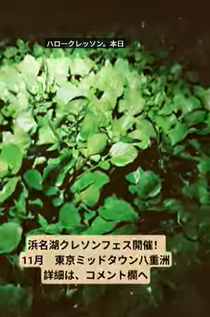 クレソン生育状況(2025/10/13　午前5時27分頃