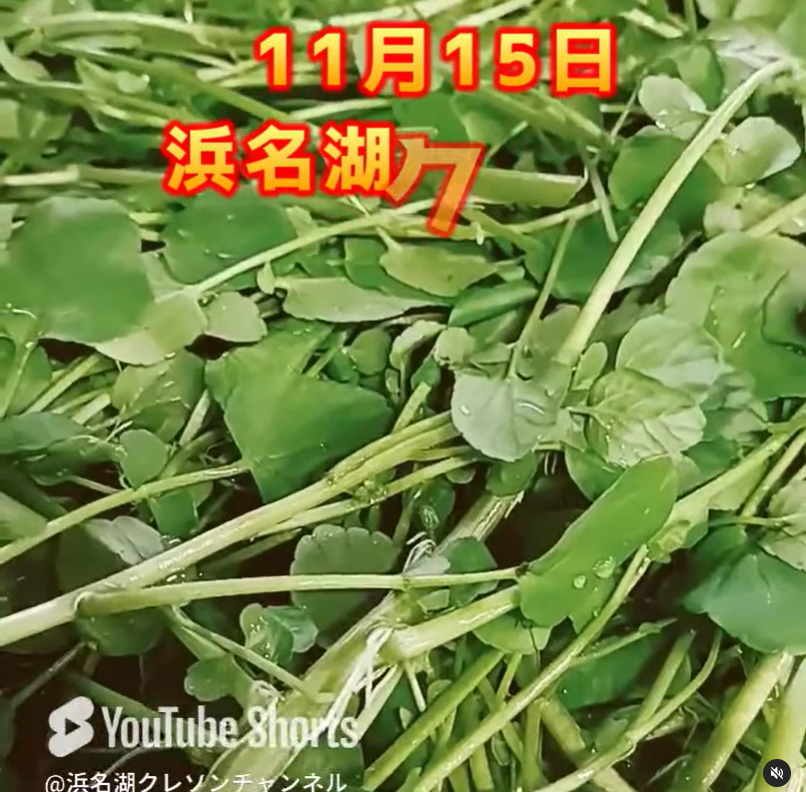 本日の浜名湖クレソン