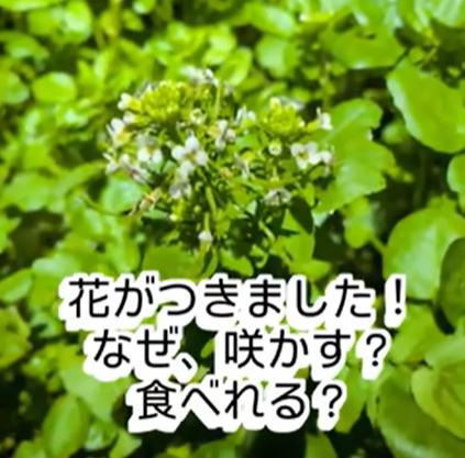 【新菜園】浜名湖クレソンに可愛い花が咲きました！そのまま咲かせる？食べられるの？