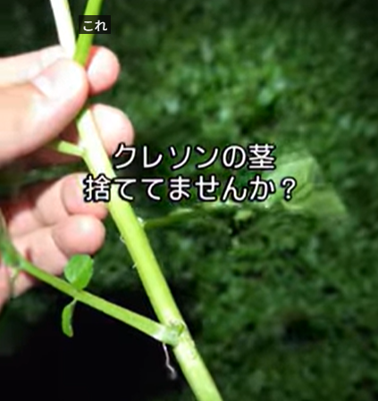 皆さん、「クレソンの茎捨ててませんか？」