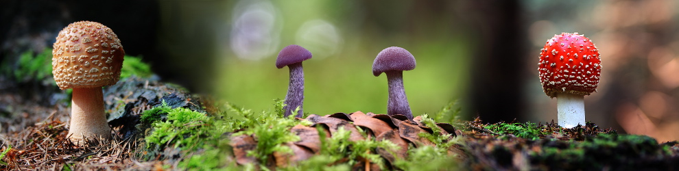 "Die wunderbare Welt der Pilze", "Andreas Hielscher Fotografie", Naturwelten