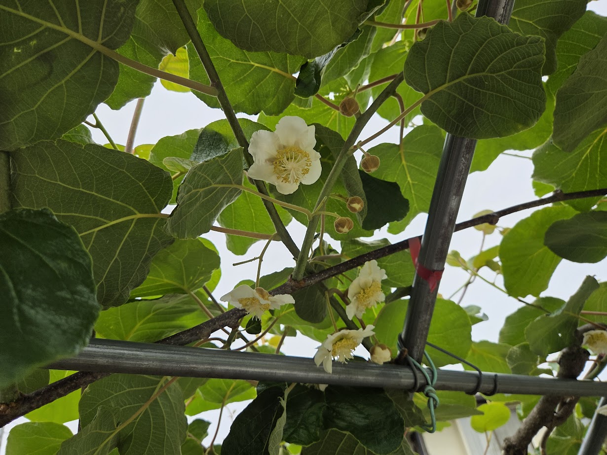 2025受粉作業 - 日本キウイフルーツ協会 公式サイト