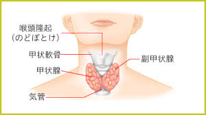 甲状腺 腫れ