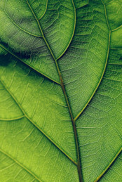 Corona aus der Sicht des BioLogischen Heilwissens