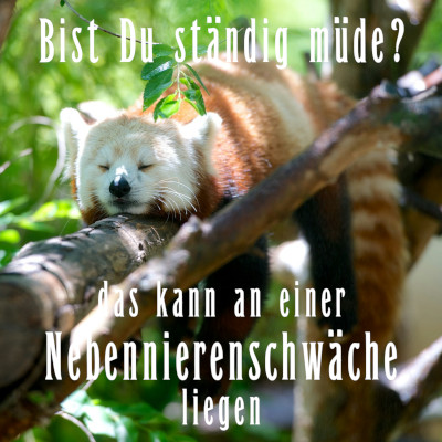 Nebennierenschwäche - Bist Du ständig müde?