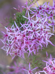Australische Buschblüten