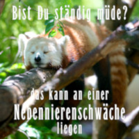 Nebennierenschwäche - Bist Du ständig müde?
