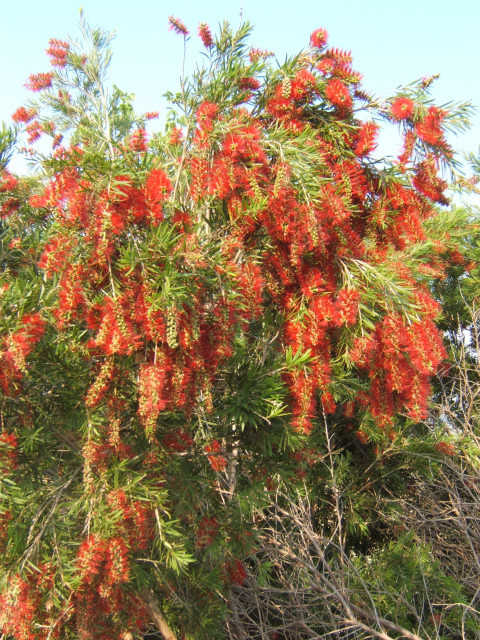 puschelbusch mit mehr blüten