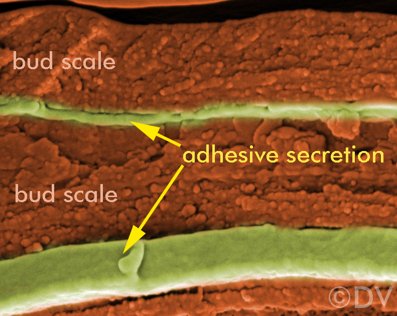 The adhesive secretion embedded in horse-chestnut bud scales. ©DV2020