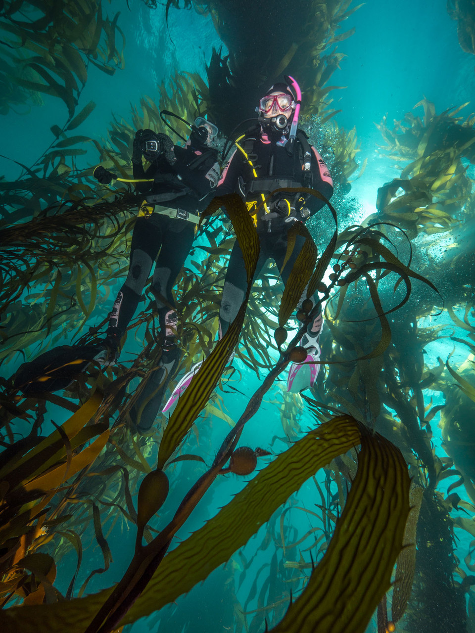 Giant kelp forest, Tasmania [Australia, 2014]