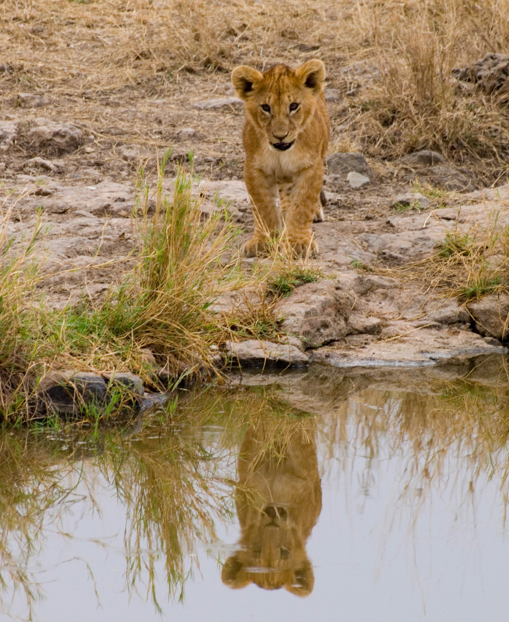 Lion [Serengeti, Tanzania, 2012]