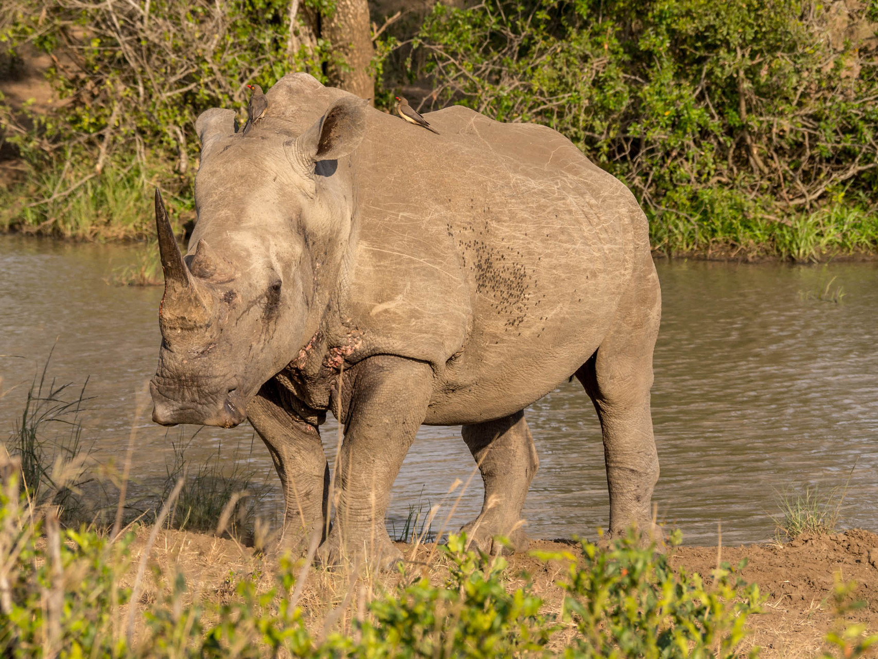 White Rhino