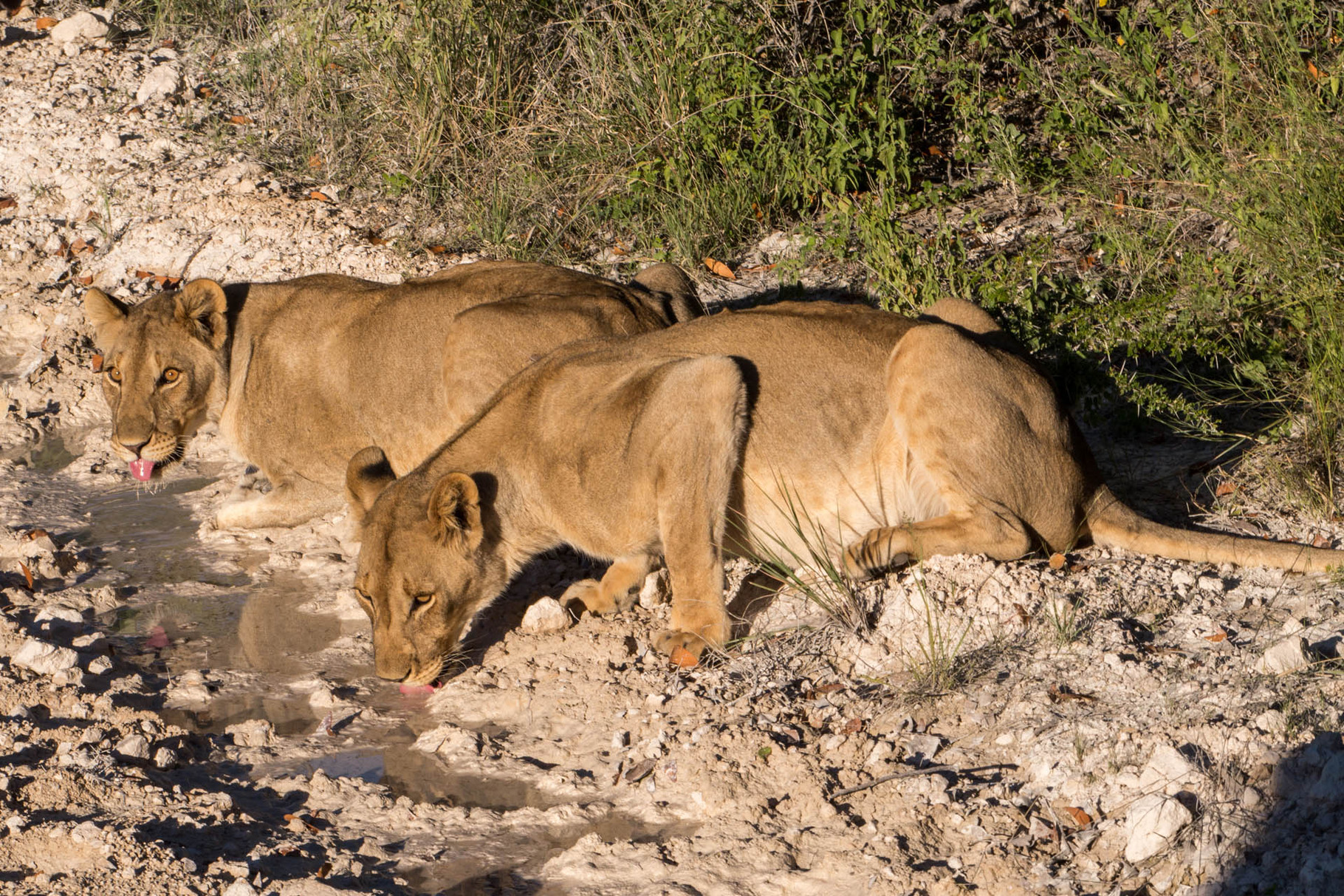 Lions, Etosha National park