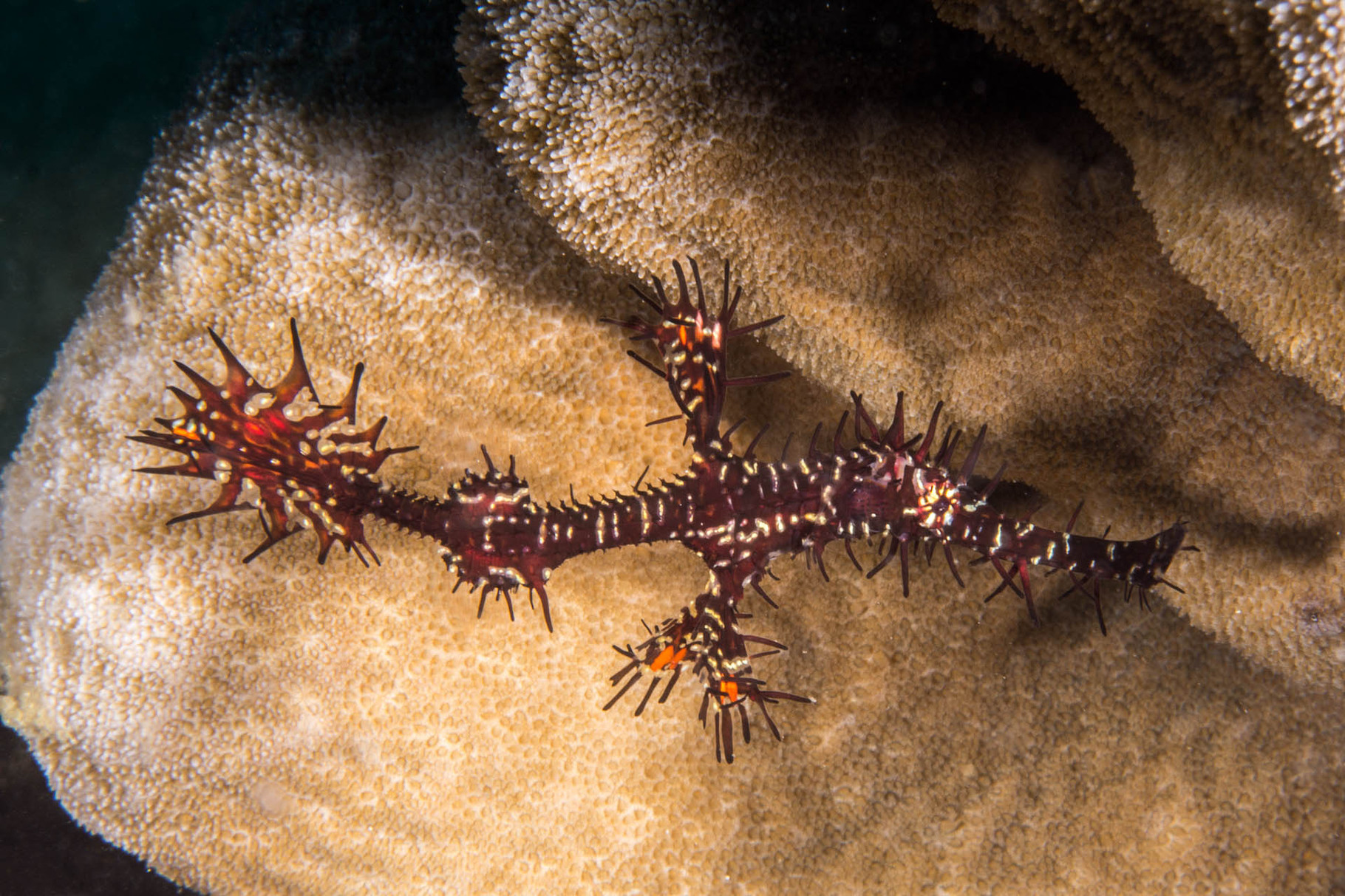 Ornate ghost pipefish