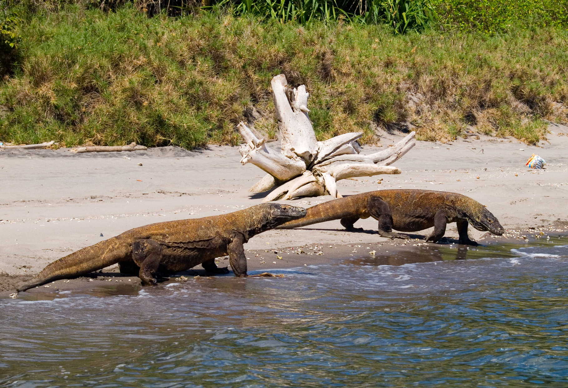 Komodo dragons