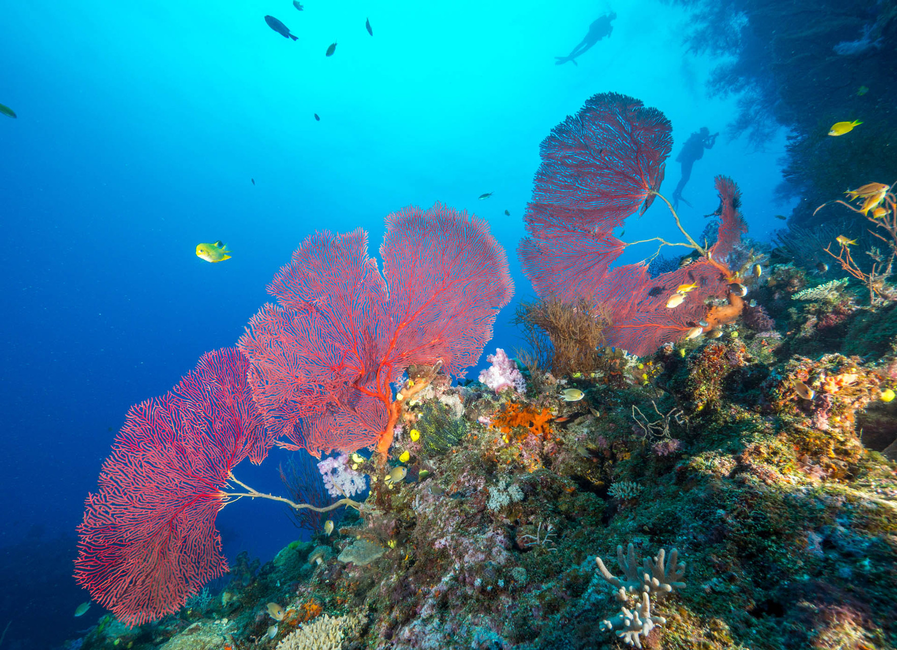 Sea fans and divers [Fiji, 2014]