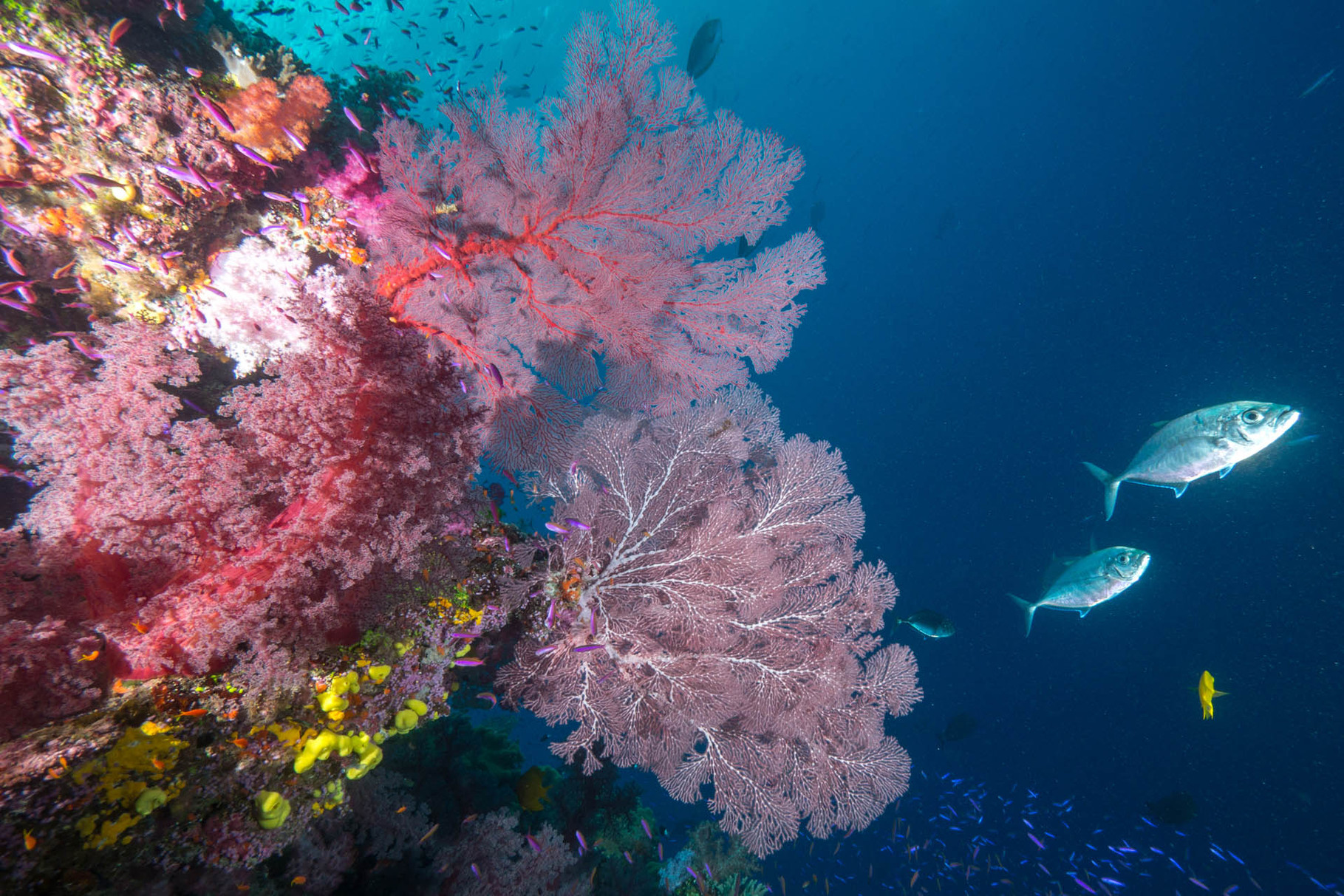 Colorful softcoral pinnacles [Fiji, 2014]