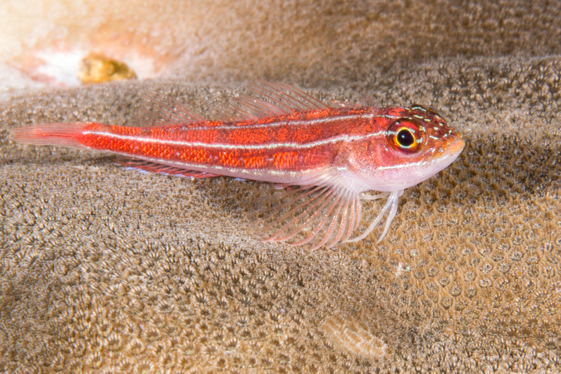 Striped triplefin blenny (Helcogrmma striatum), Green Island