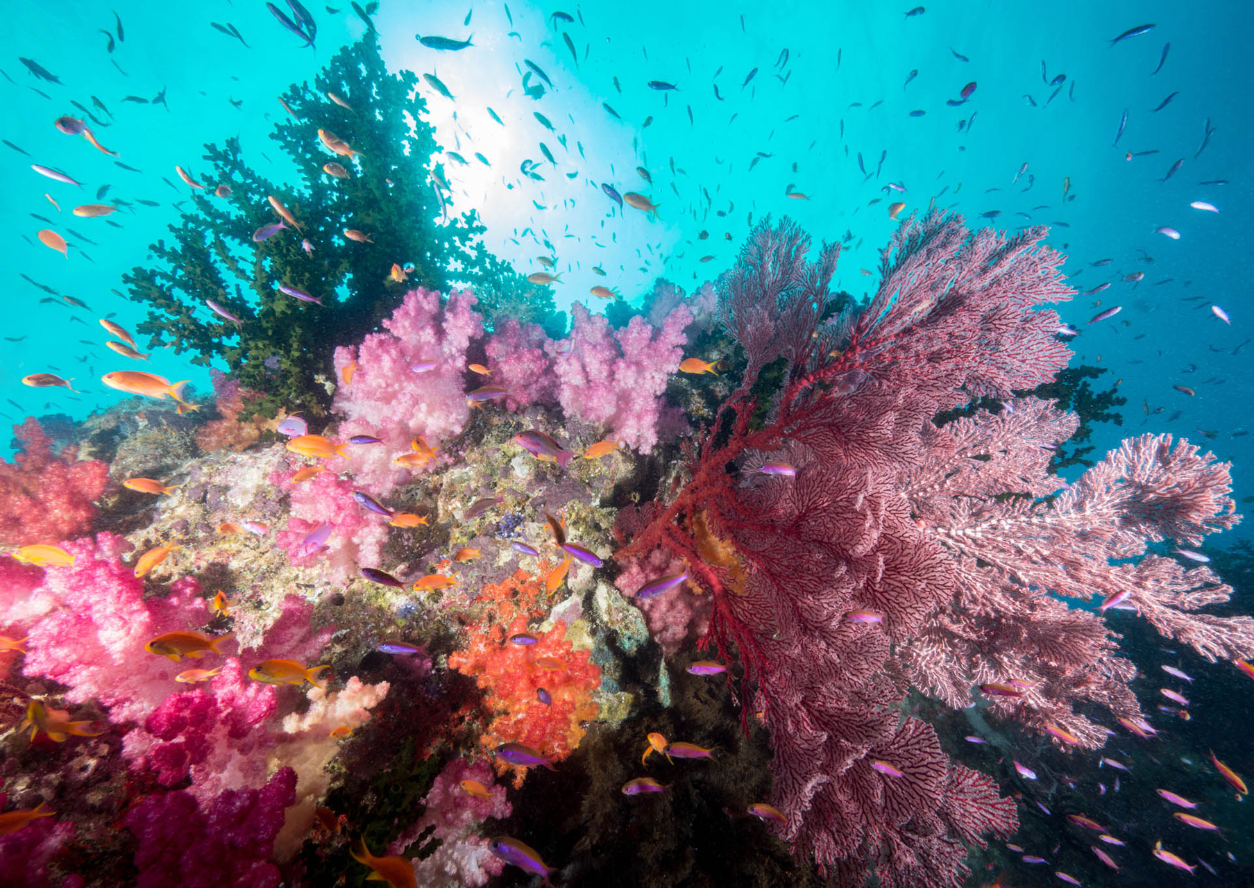 Colorful softcoral pinnacles [Fiji, 2014]