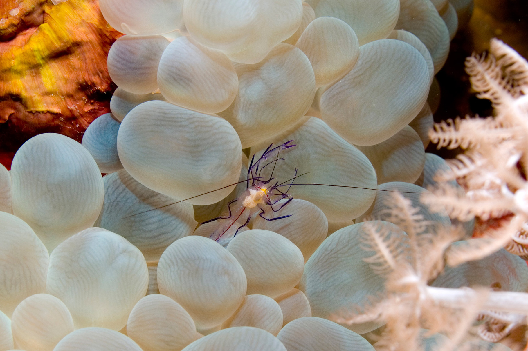  Bubble Coral Shrimp