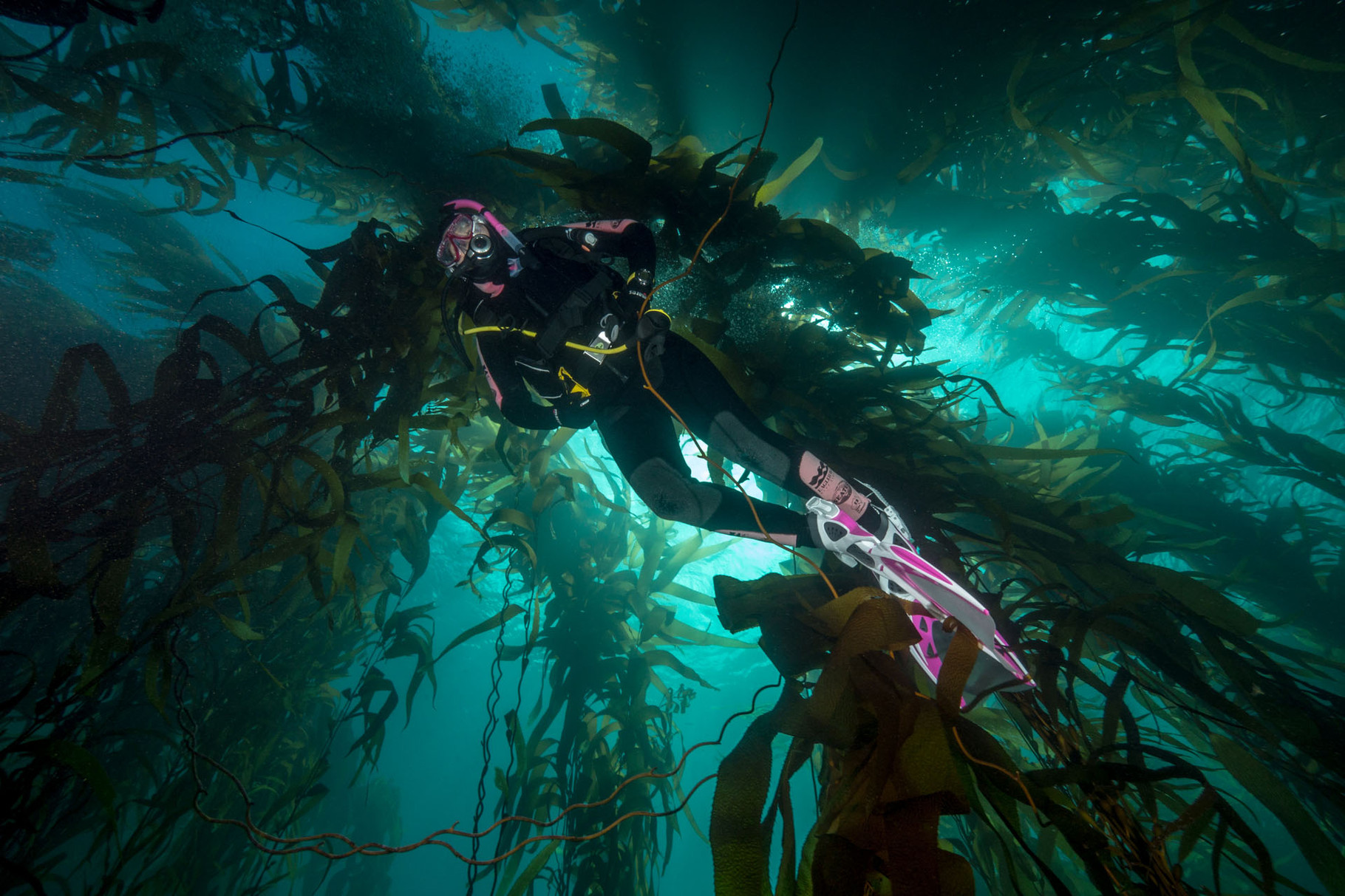 Giant kelp forest, Tasmania [Australia, 2014]