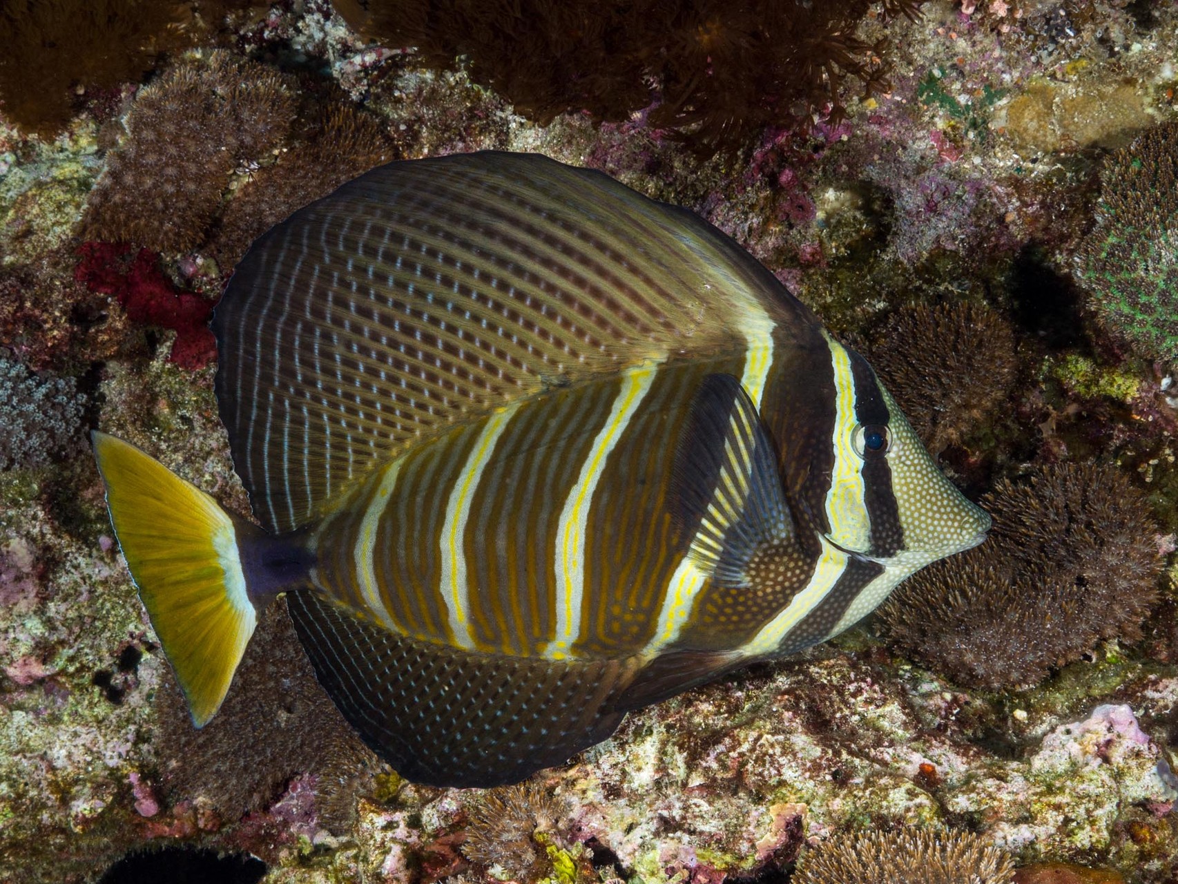 Pacific sailfin tang (Zebrasoma veliferum), Green Island