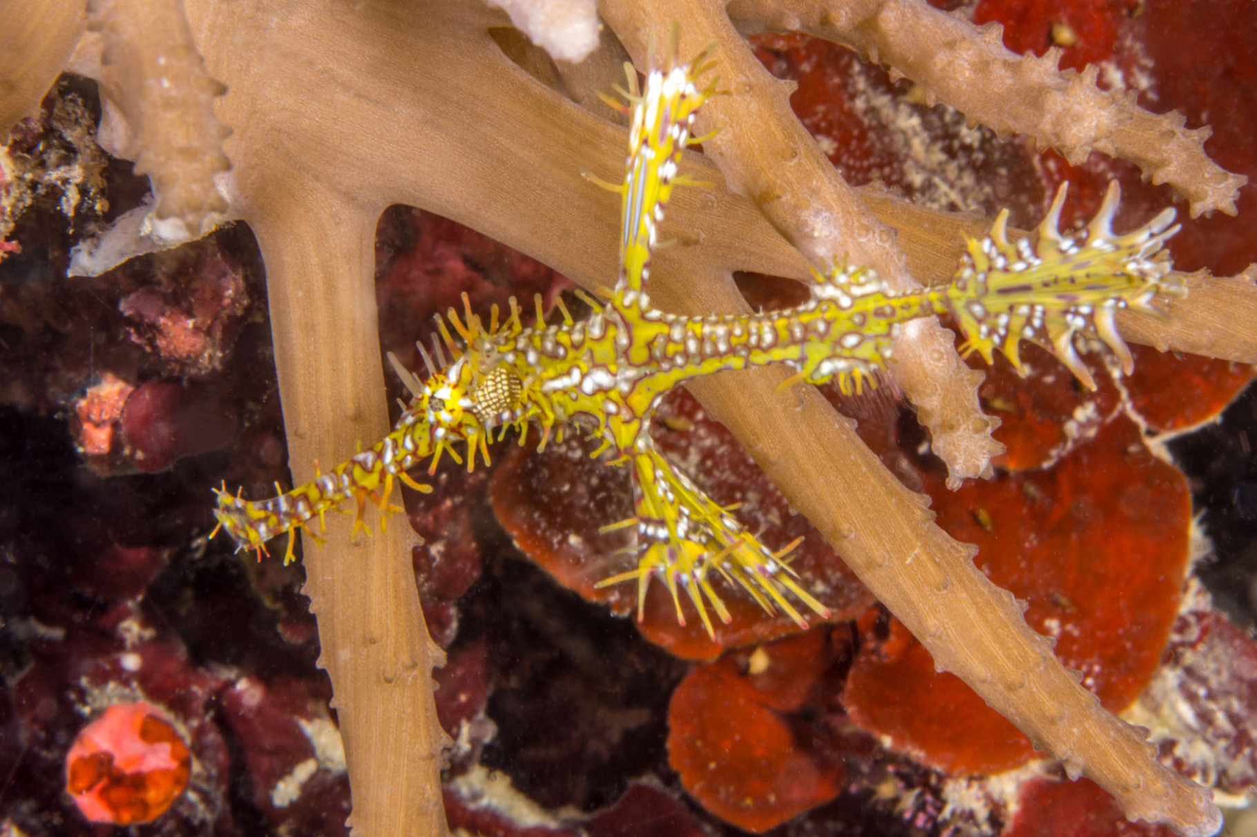 Ornate ghost pipefish