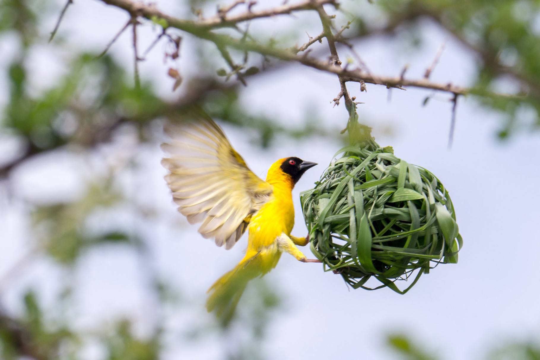 Bird's nest