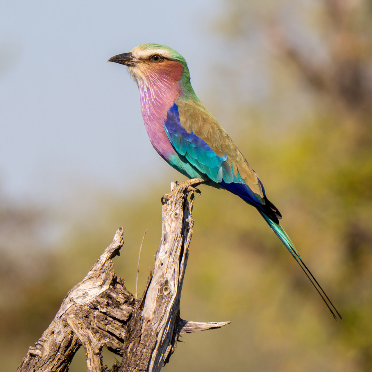 Lilac-brested roller