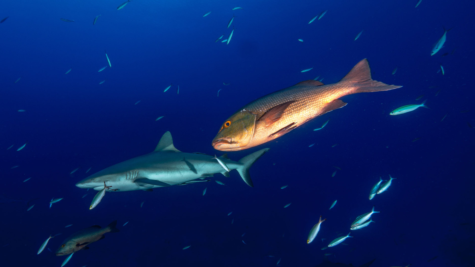 Grey reef sharks