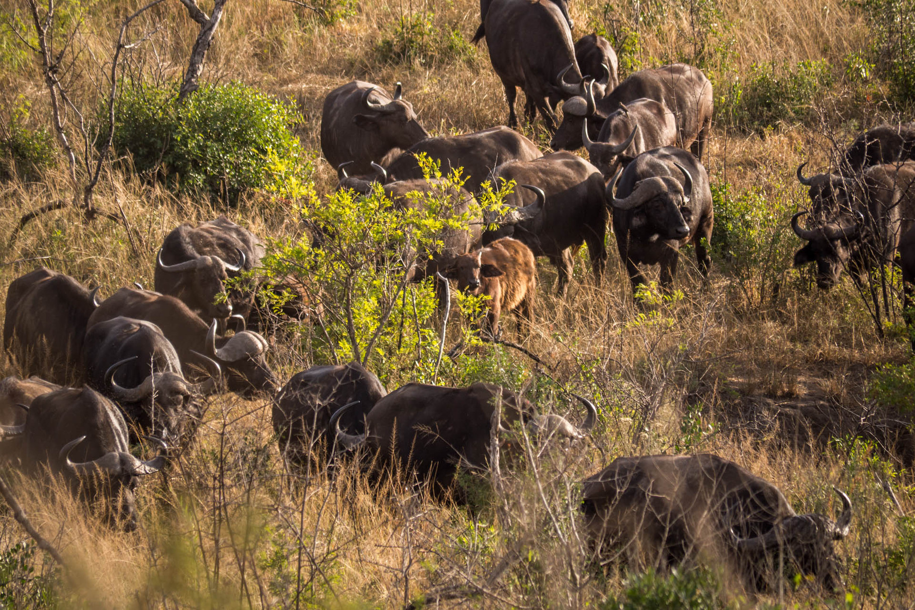 Buffalos [Hluhluwe-iMfolozi-Park, South Africa, 2015]