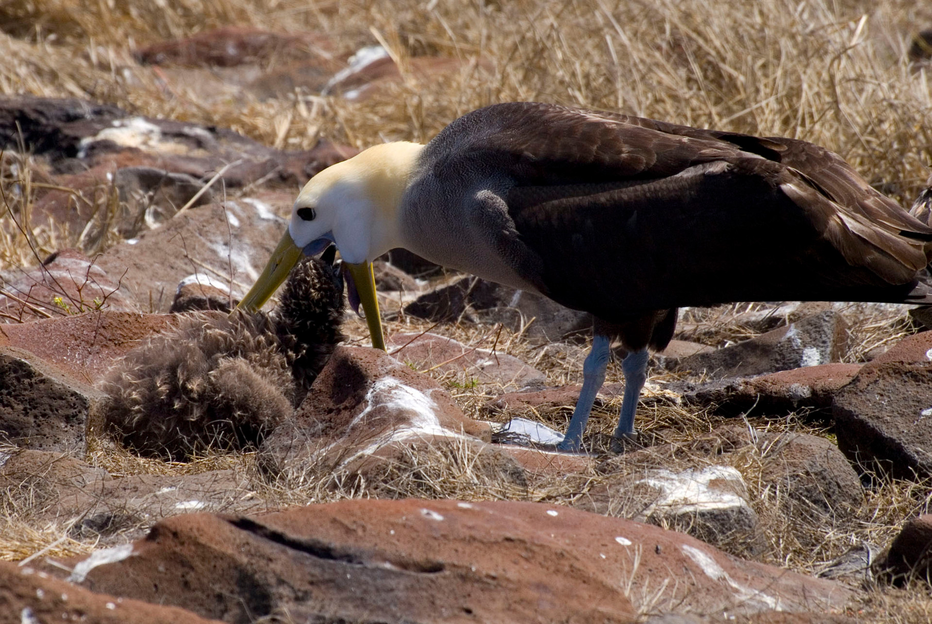 Waved Albatross [Galapagos, Ecuador, 2009]